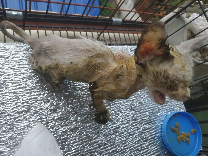 Guy Finds An Abandoned Kitten Glued To An Object, Asks Help From Reddit Users, And Provides The Kitten A Forever Home Following The Journey To Recovery