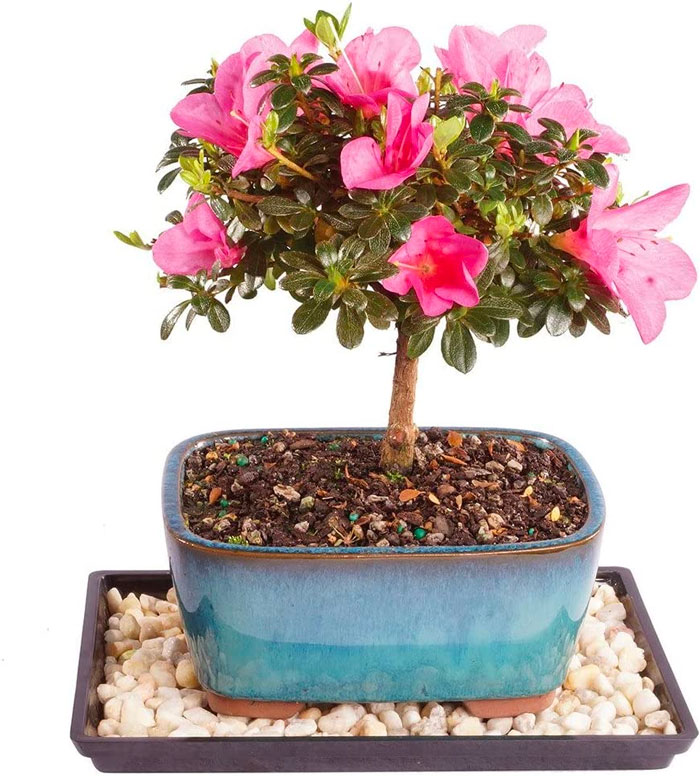 Azalea Outdoor Tree