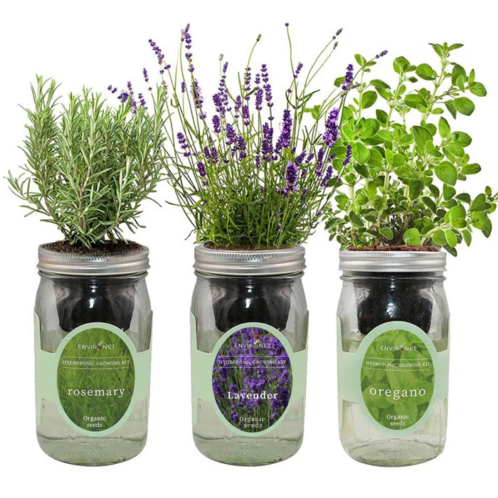 Modern Sprout Mason Jar Indoor Herb Garden