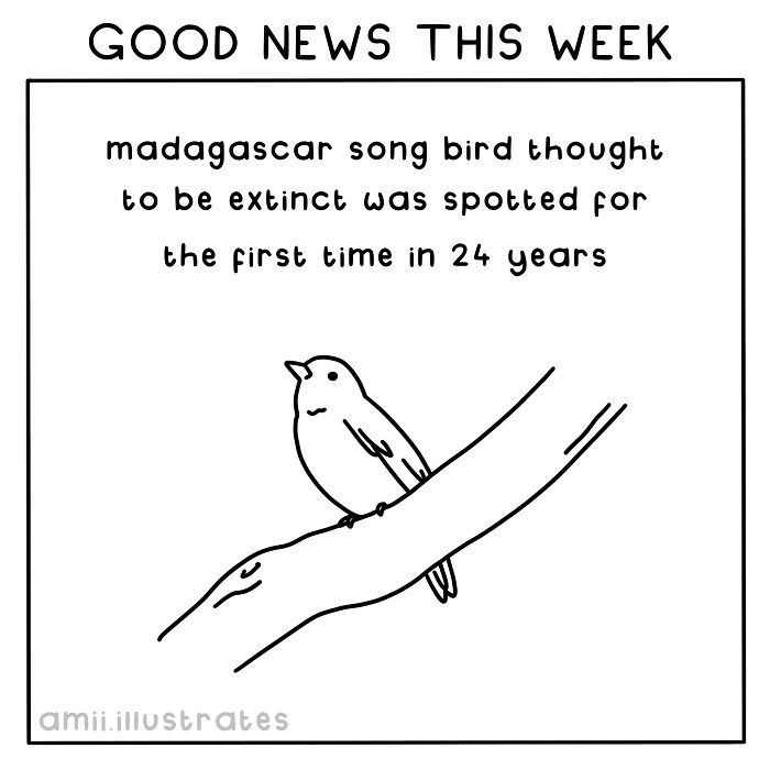 Illustration of a Madagascar songbird thought extinct, spotted for the first time in 24 years.