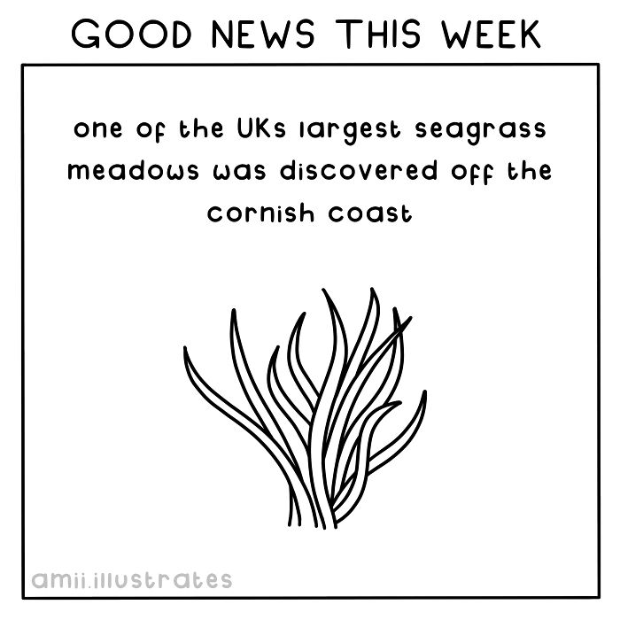 Illustrated text about a large seagrass meadow discovered off the Cornish coast, featured in good news of the week.