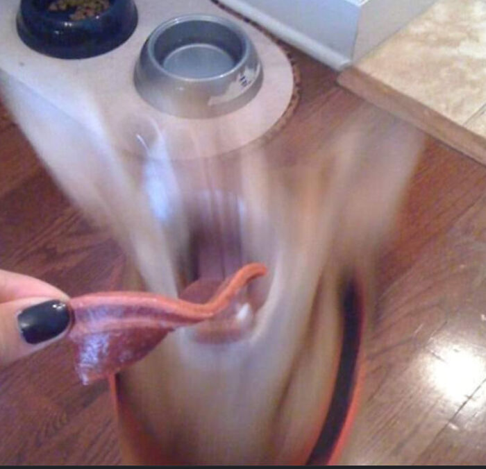 Ghost Dog Going After A Treat