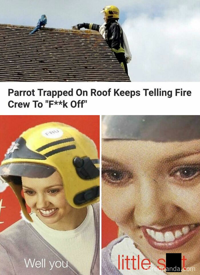 I Love Parrots But Don't Insult The Arsonist