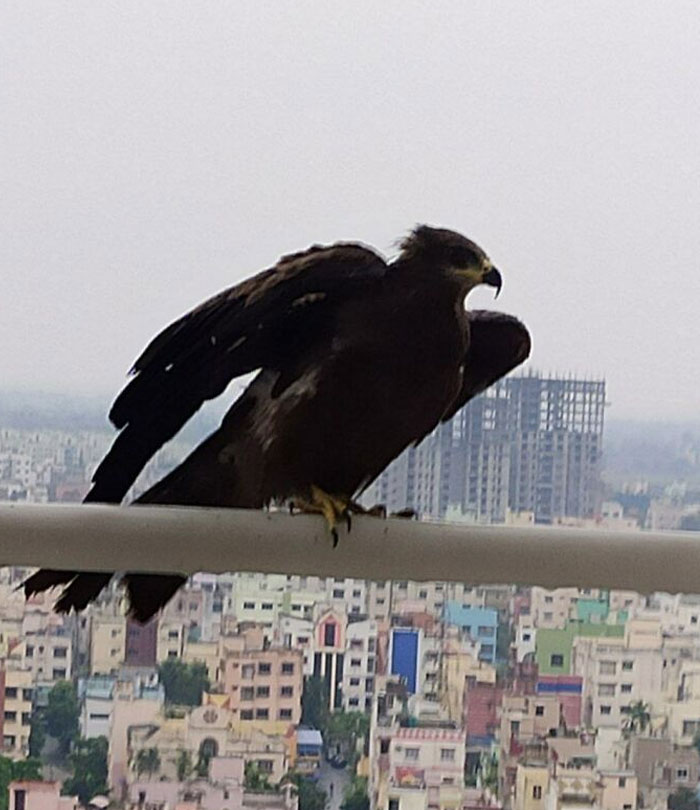 This One Has Made My Balcony His Territory... Tries To Scratch Me If I'm Outside