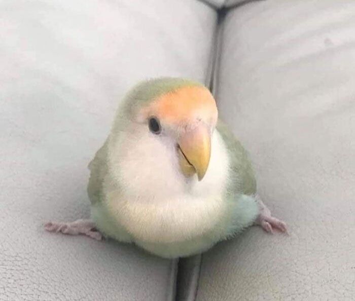 Both Seats Are Occupied