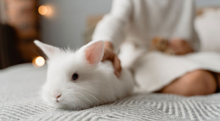 HOA Forces This Family To Get Rid Of Their Bunnies, So They Start A "Bunnypocalypse" Before Moving HOA Forces This Family To Get Rid Of Their Bunnies, So They Start A "Bunnypocalypse" Before Moving