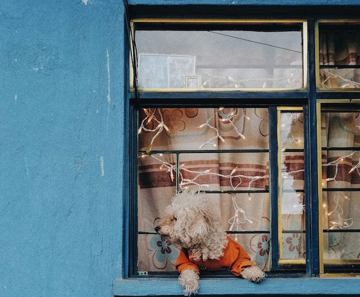 HOA Forces This Family To Get Rid Of Their Bunnies, So They Start A "Bunnypocalypse" Before Moving HOA Forces This Family To Get Rid Of Their Bunnies, So They Start A "Bunnypocalypse" Before Moving