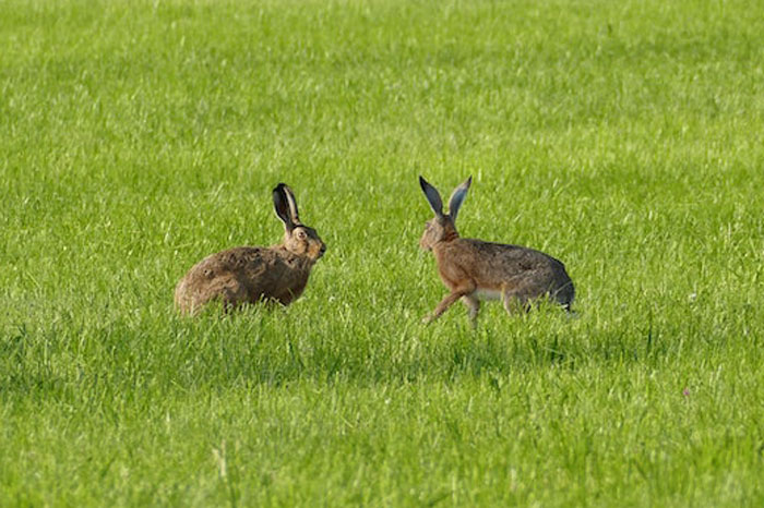 HOA Forces This Family To Get Rid Of Their Bunnies, So They Start A "Bunnypocalypse" Before Moving HOA Forces This Family To Get Rid Of Their Bunnies, So They Start A "Bunnypocalypse" Before Moving