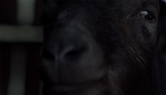 Black Phillip close up 