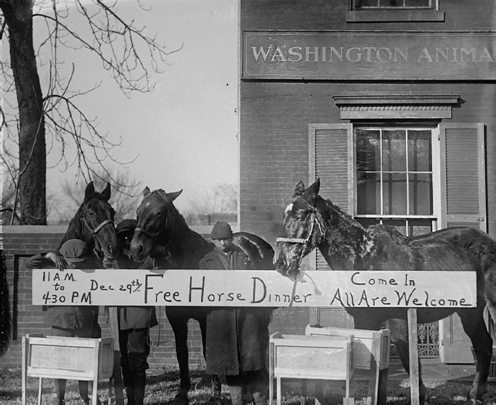 Horse Christmas Party