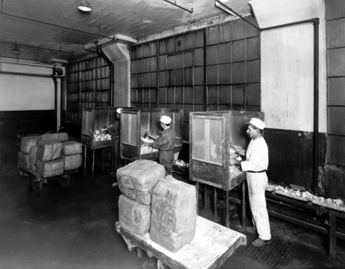 Breaking Raw Chicle At The American Chicle Company