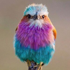 zosiaconnaughton avatar