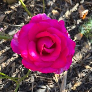 anwenphotography avatar