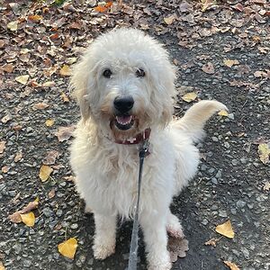 michelleschliebe avatar