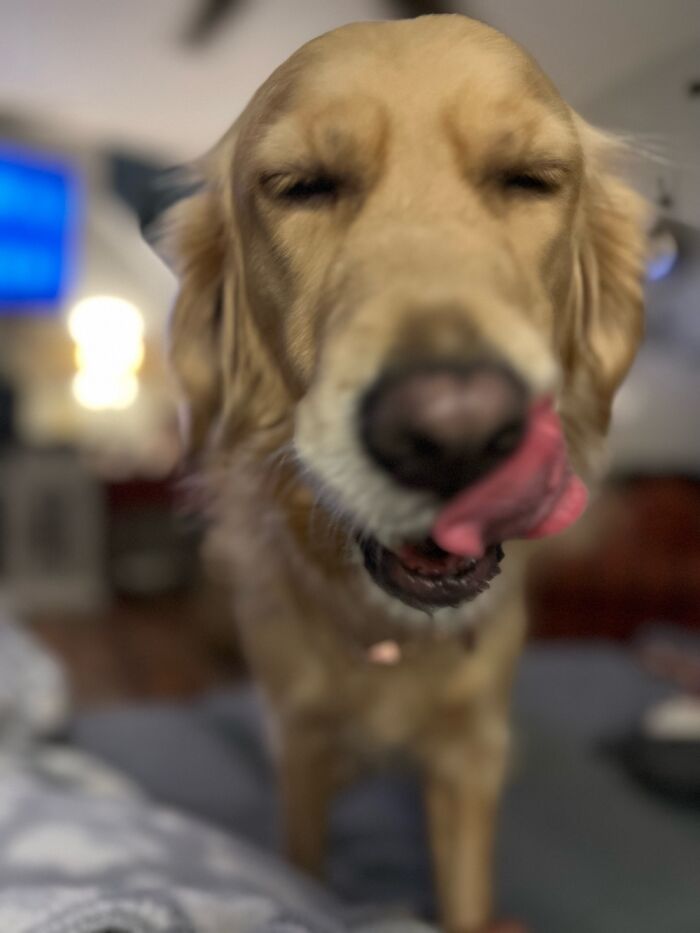 Our Raven Happy To Find Her Forever Home