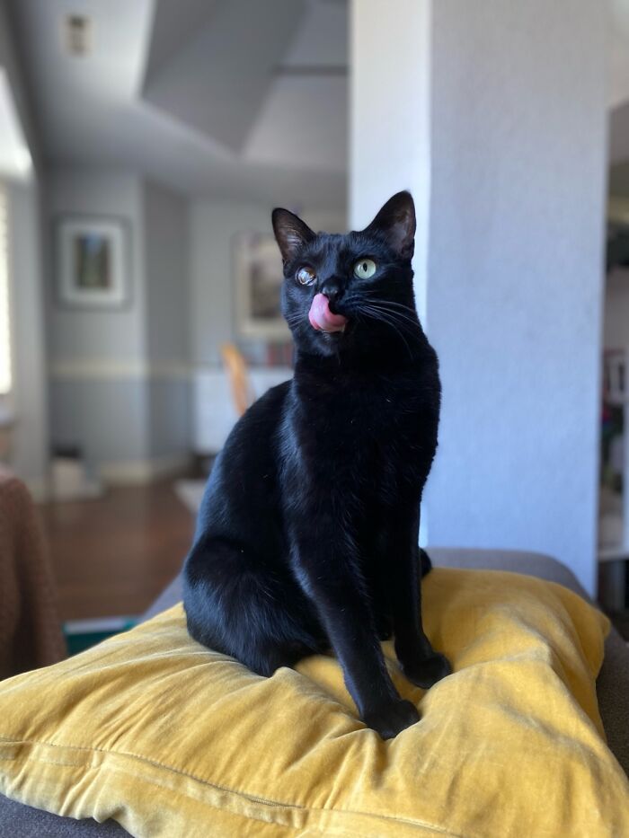 Sierra Licking Her Chops