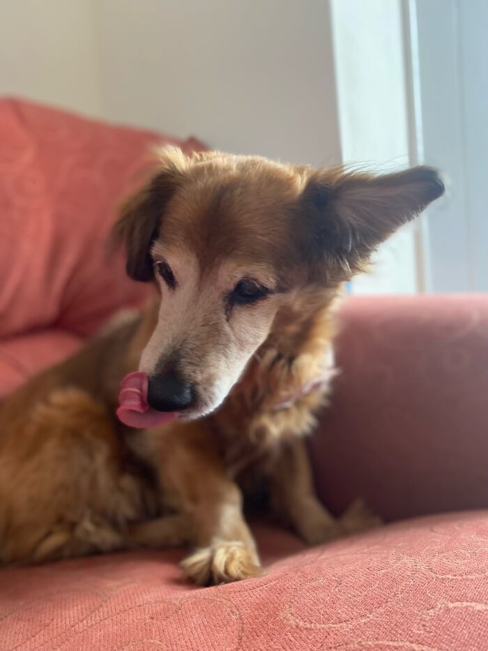 Maksi, In June She’s 18! Sweet Little Fluff!