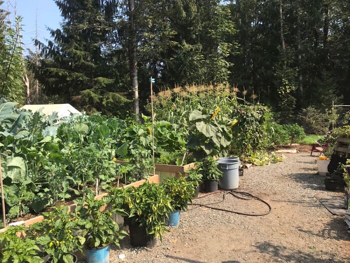 Self-Sufficiency Garden