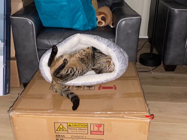 Maverick “Mav” Mid-Moving… Makes The Most Of The “Muffin” Bed