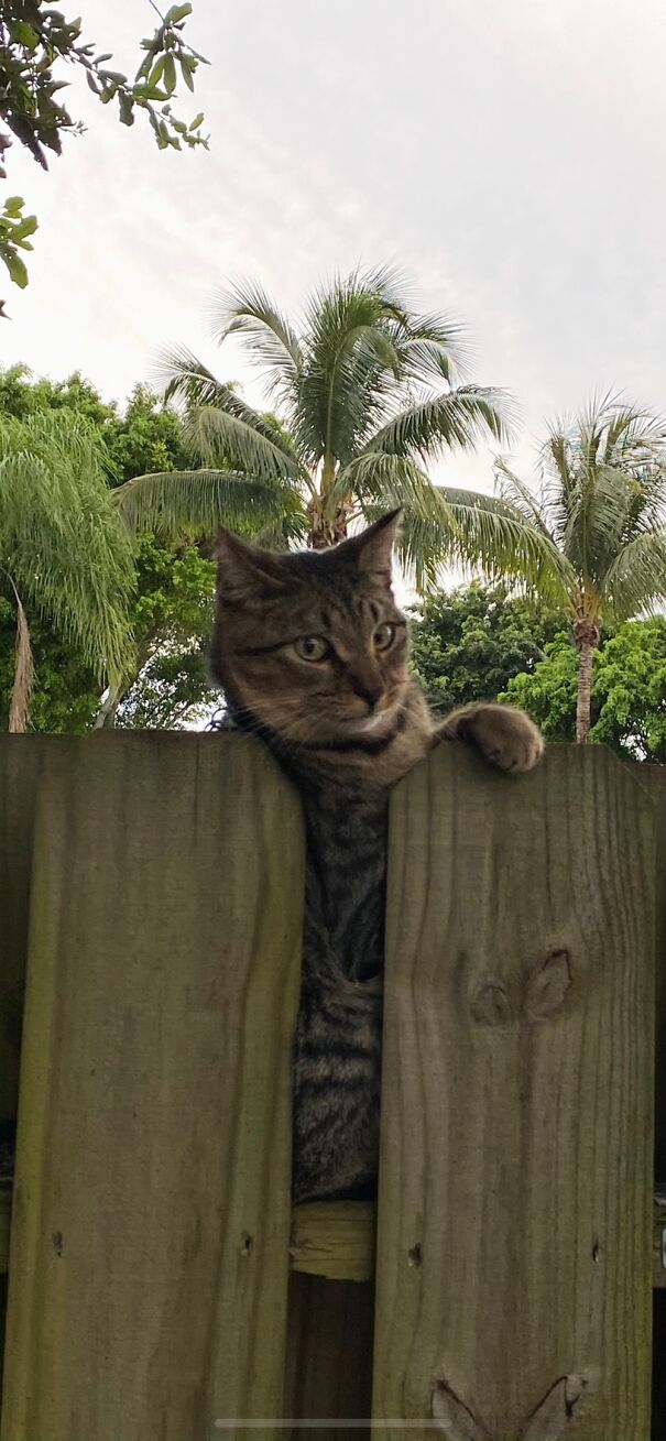 “Just Hangin’ Out”….the Most Curious, Confident (& Craziest Climber Of Any) Kitty Ever!