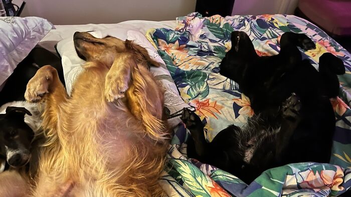 Chilling Out With My 3 Doggos