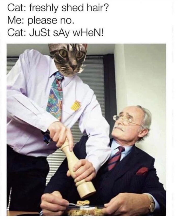 My Cats All Day, Every Day