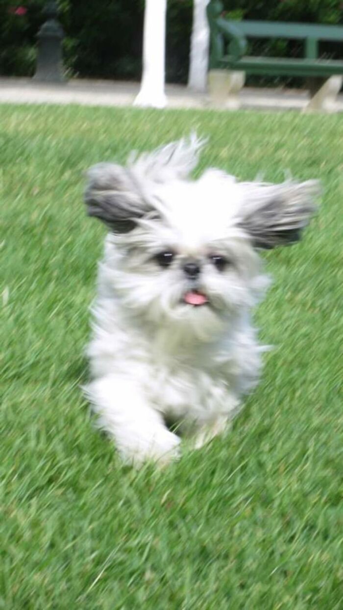 Michael Doing A Zoomie At The Park