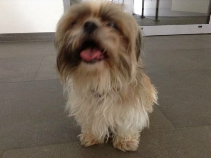 The Day We Brought Sonja Home From The Shelter 💖