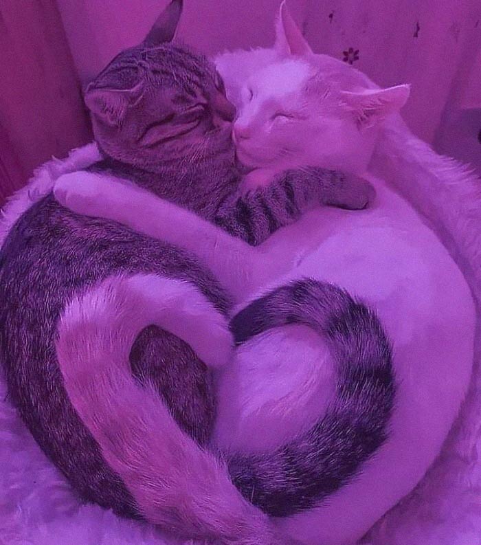 30 Wholesome Pics To Remind You There's Good In The World, As Shared On "Blessed Imageposting"