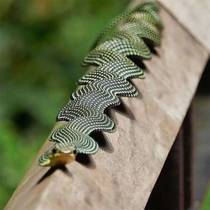 Paradise Flying Snake