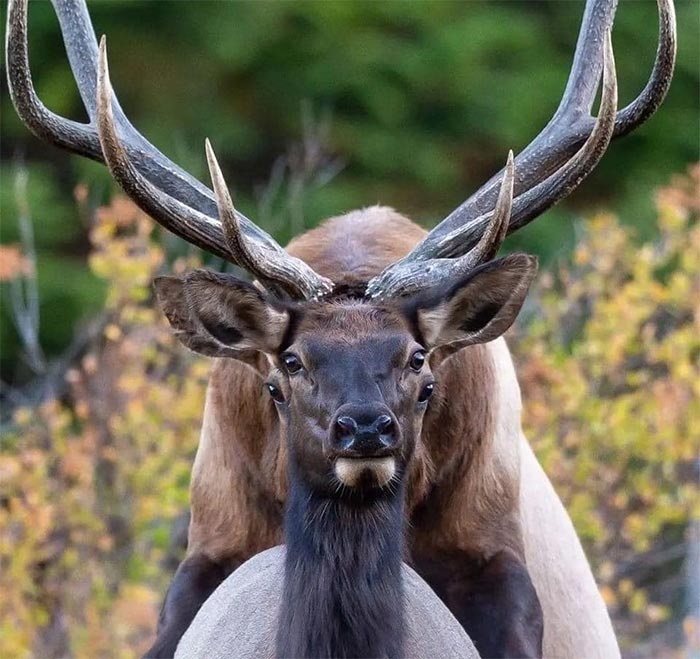 Biblically Accurate Deer