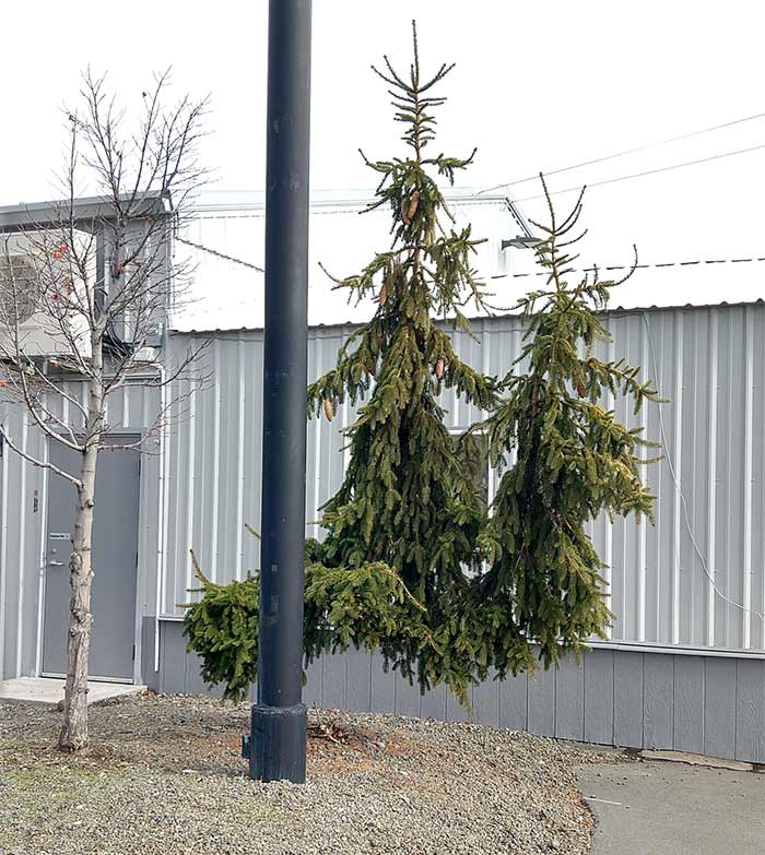 Rare Trunkless Tree, Spotted By My Alarmed 11 Year Old. "Mom, How Is That Tree Floating??" #truncated