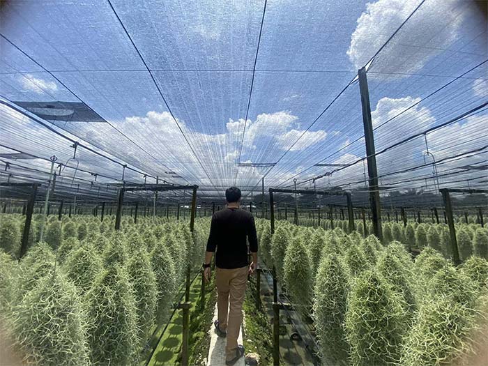 A Tumbleweed Factory