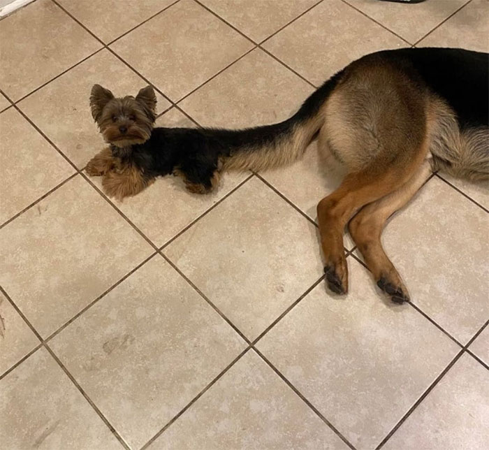 Catdog's Slightly Less Entertaining Spin Off Show, Dog Dog