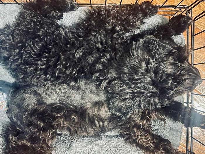 So That's The Infamous Wolf Spider