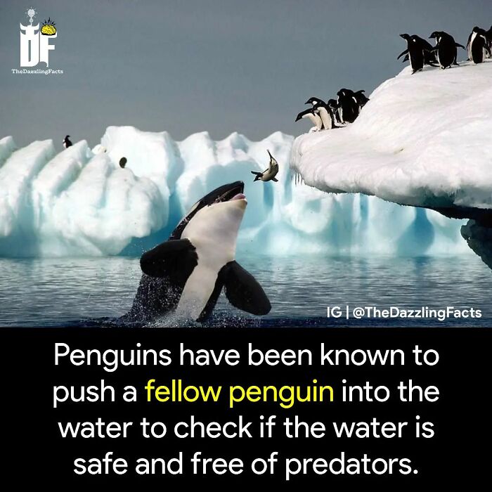 Interesting-Dazzling-Facts