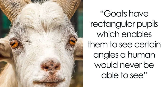 50 Interesting Facts About The World You Probably Didn’t Learn At School, As Shared By This Instagram Page