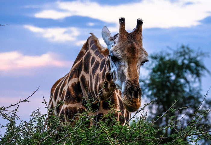 20 Datos totalmente reales que parecen mentira y que te sorprenderán