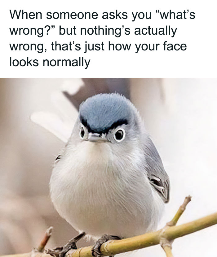 Introvert-Memes-By-Allabintroverts