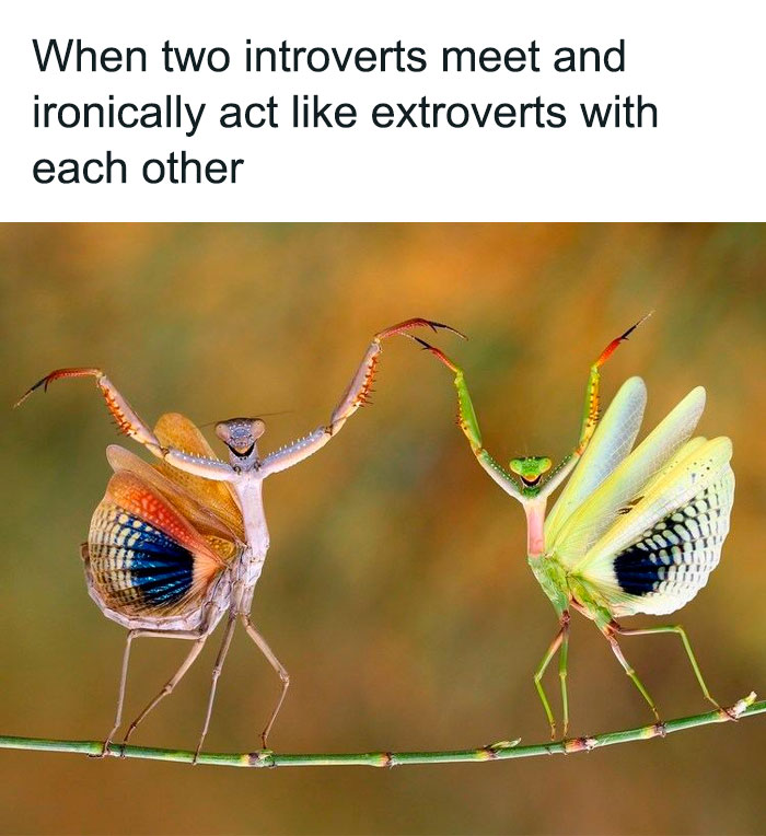 Two colorful insects with raised arms look like they're dancing, illustrating a humorous introvert meme.