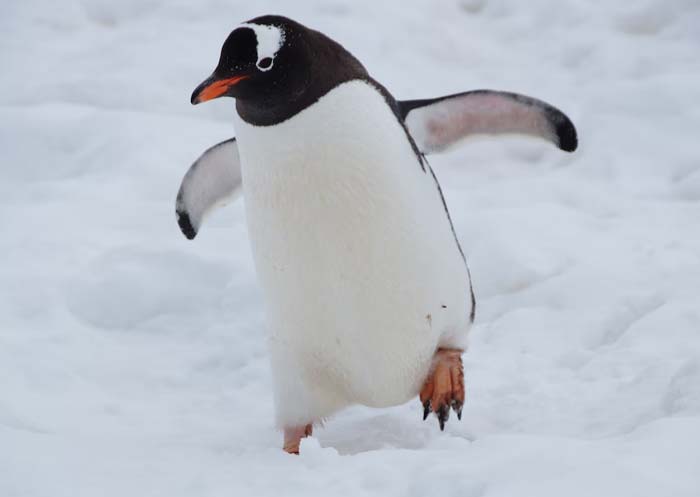 "Hoy aprendí": 25 Nuevos datos que despertarán tu curiosidad