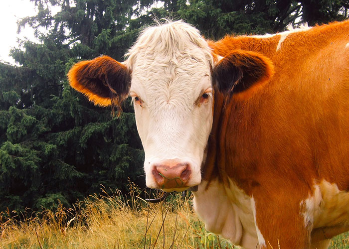 30 On-The-Nose Facts That Many Of Us May Feel Stupid For Not Realizing Earlier