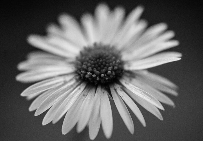 Just A Daisy
