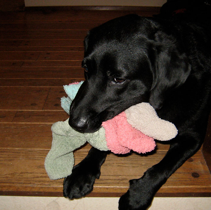 Guy Gets Tired Of His Boyfriend's Socks Being Scattered All Over Their Home, "Unionizes" With Their Dogs Against Him