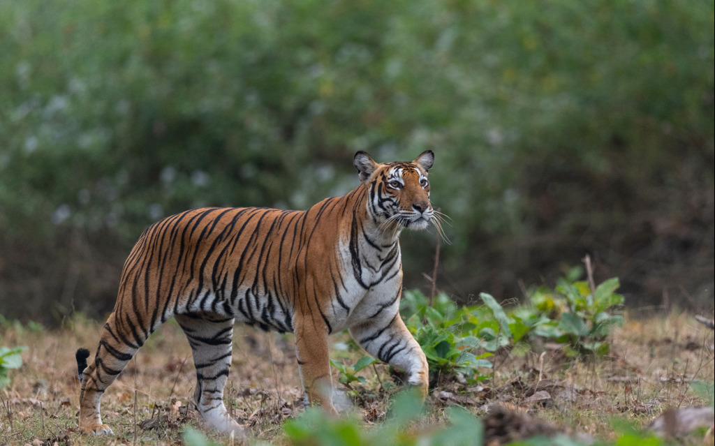 Weekend Trip To Nagarhole From Mysore