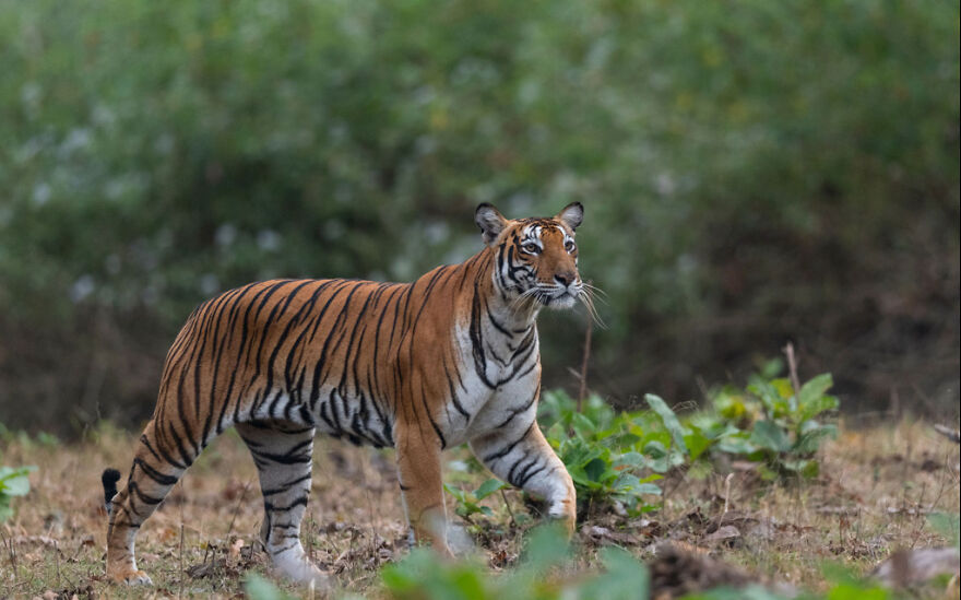 Weekend Trip To Nagarhole From Mysore