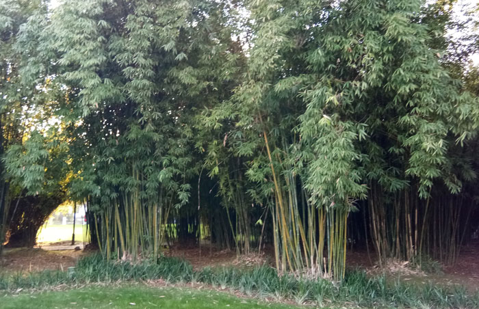 &ldquo;I Quickly Discovered Running Bamboo&rdquo;: Homeowner Takes Revenge On Inconsiderate Neighbor Refusing To Shift His Security Light