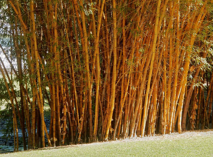 &ldquo;I Quickly Discovered Running Bamboo&rdquo;: Homeowner Takes Revenge On Inconsiderate Neighbor Refusing To Shift His Security Light