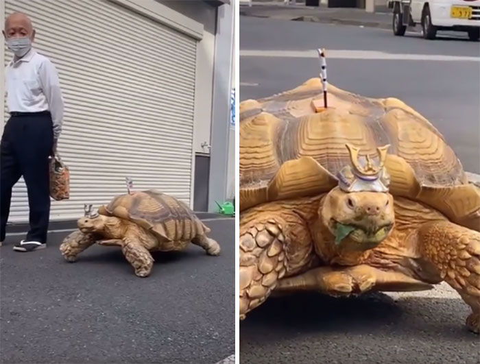 Lloro por este anciano japonés que pasea pacientemente a su tortuga gigante todos los días 