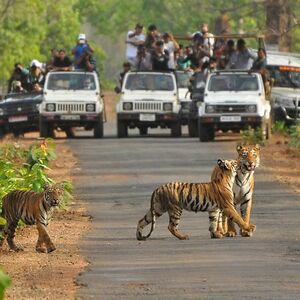 wildlife tour
